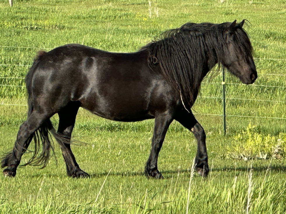 2025 May DakotaFell Jubilee Dene