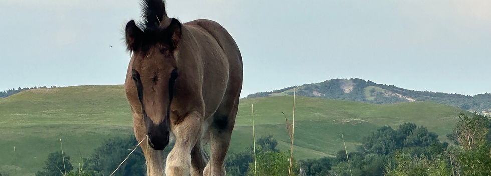 2025 August DF Cascade_edited.jpg