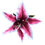 Thumbnail: QUEENIE Stargazer Lily w/ Cherries