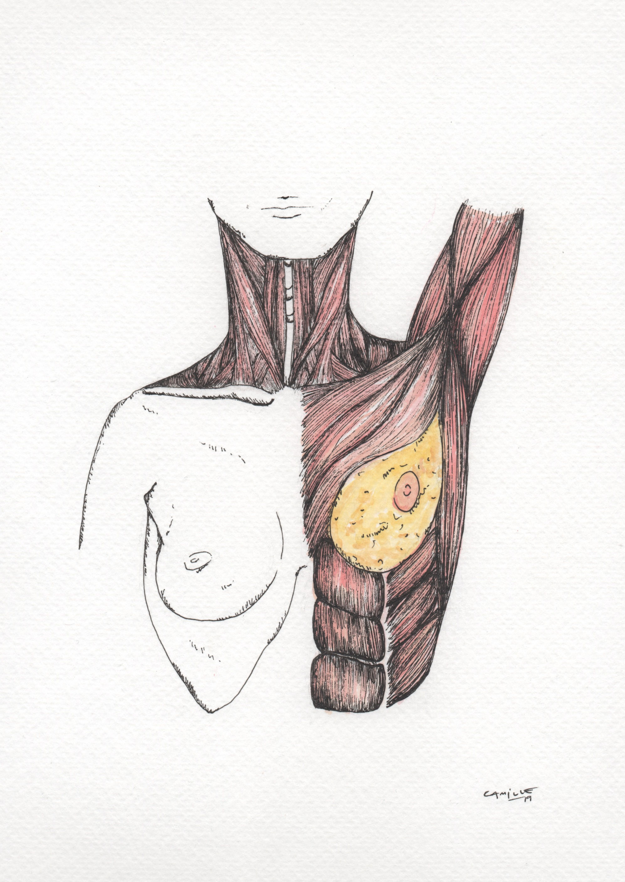 Torso III