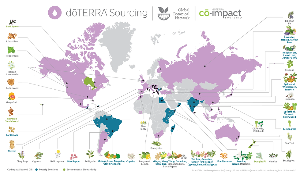 sourcing-global-botanical-network.jpg.webp