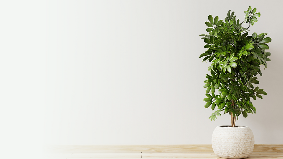 Healthy Quest (Website) (13).png