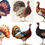 Thumbnail: Vintage Turkeys Clipart Images 12 Instant Download SVG