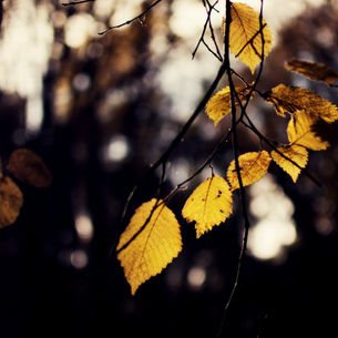 🍂 What to Drink This Autumn: Our Curated Wine Picks for the Season