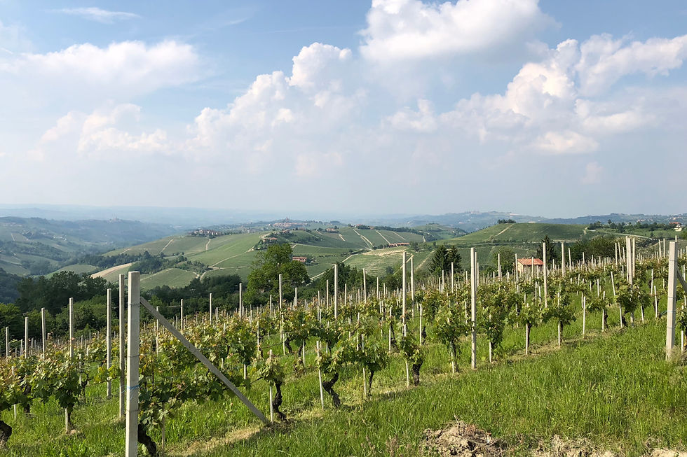 Lush vineyard on rolling green hills under a blue sky with fluffy clouds. Tranquil rural landscape with distant buildings and paths.