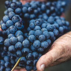 🪵 Burgundy’s Naturalist Star: The Legacy of Domaine Arlaud