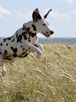Me unistame kuulekast koerast. Kuid kas mõistame teekonda, mis meid tegelikult temani viib?