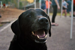 Camp Dog