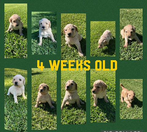 all pups 4 weeks.jpg