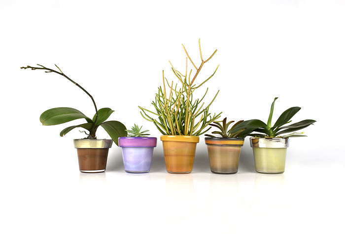 5 planters with plants.jpeg