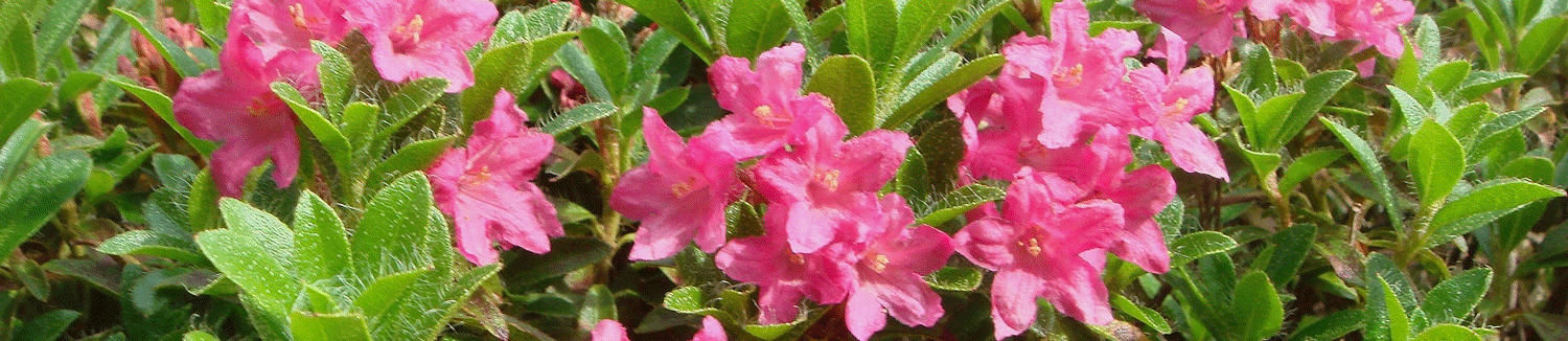 Alpenrosen 2(55)