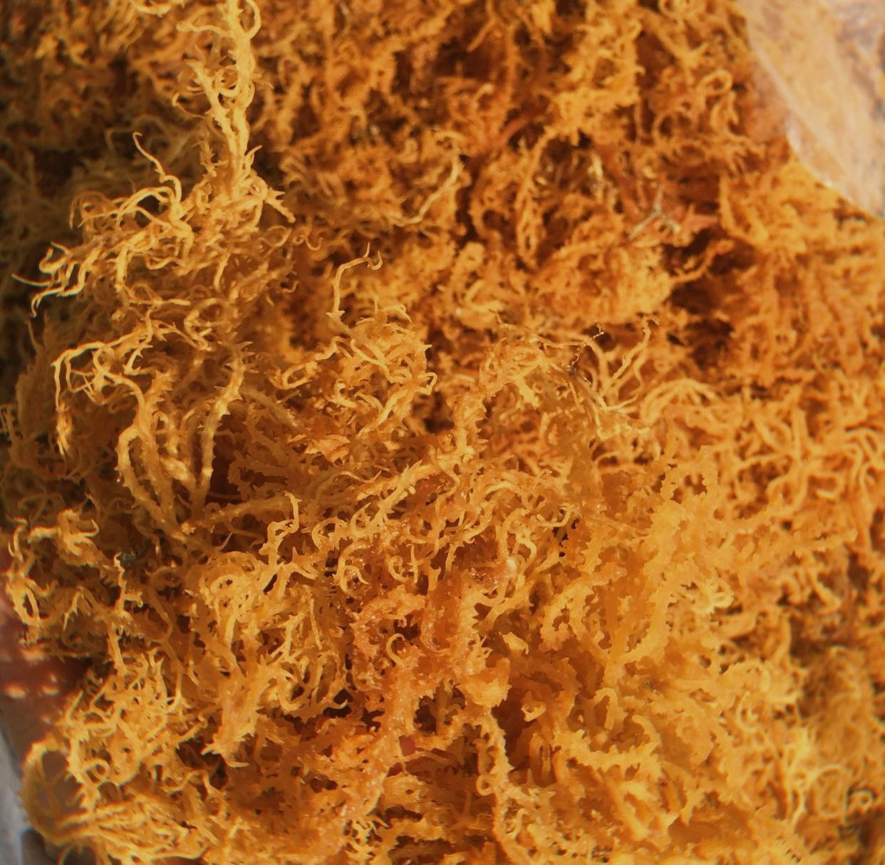 SEA MOSS GOLD