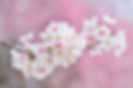 bloem ademhalen.JPG