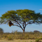 Albero solo nella natura