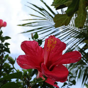 Fiore rosa nella natura tra gli alberi