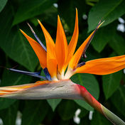 Pianta arancione nella natura