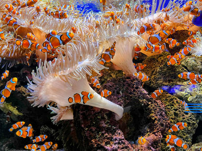 n numeroso gruppo di pesci pagliaccio arancioni e bianchi nuota tra anemoni di mare chiari su una barriera corallina