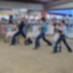 sheep show