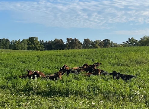 Heritage Herd 1 - Aug 2023_edited_edited