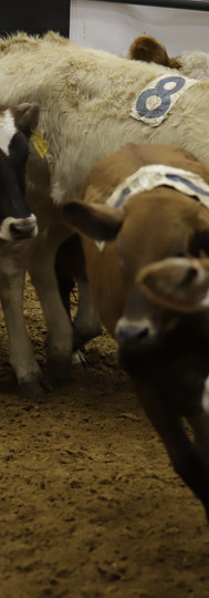 Ranch Sorting of America RSOA