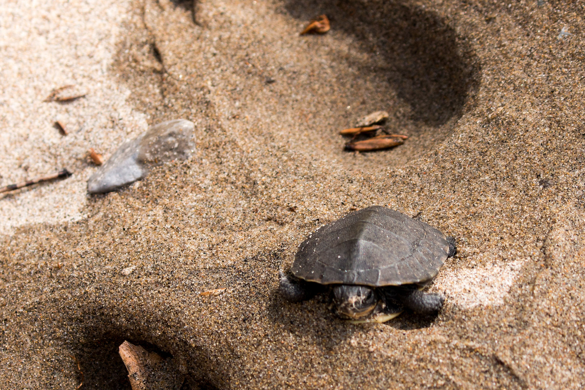 CAPE VERDE TURTLE BIRTH