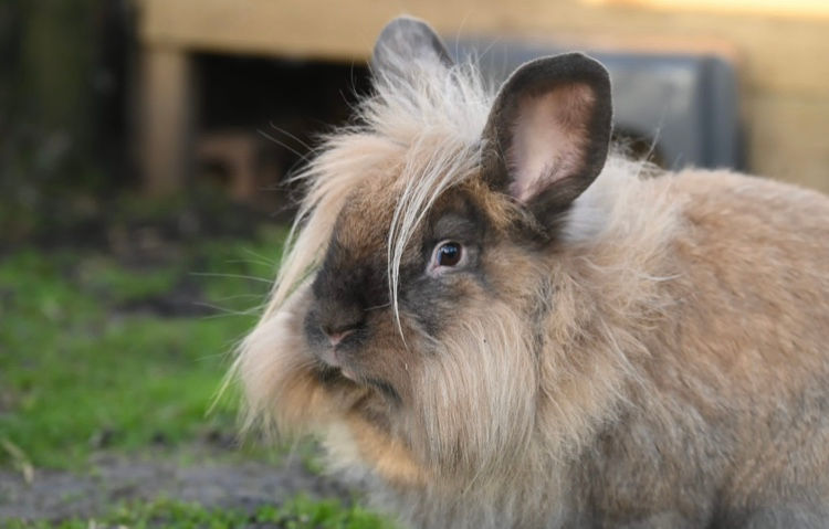 Feed MacBunny the Rabbit
