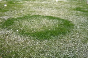 Type 2 Fairy Ring