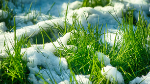 The Role of Microbial Activity in Spring Green-Up on Golf Courses