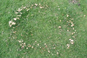 Type 3 Fairy Ring
