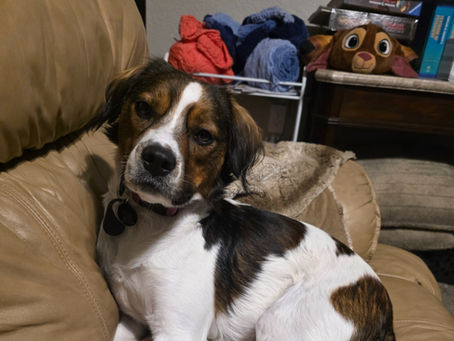 Honest Dog Toy Reviews by Regal the Testing Dog