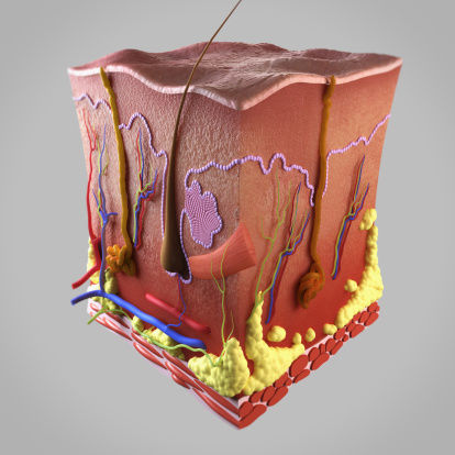 anatomia aparelho pilossebaceo.jpg