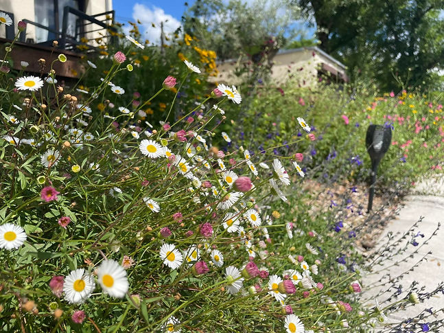 Massif de vivaces fleuri
