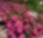 Plantation de rosiers buisson