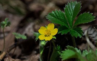 Host Plant
