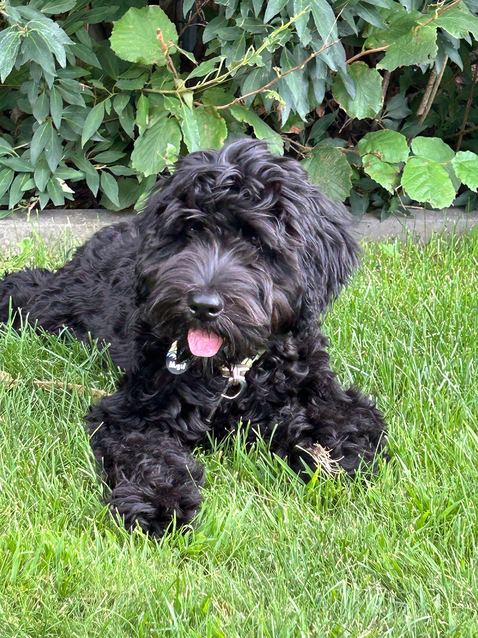 A young adolescent dog sitting attentively in a backyard, showing alertness and curiosity