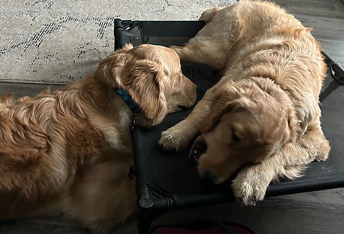 Pups for testimonial