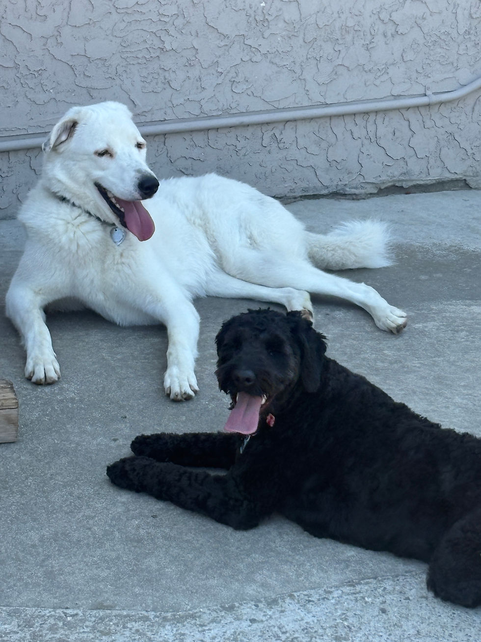 Cotton & Jenny taking a break after some good play