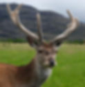 Deer Red Stag Alessia.jpg