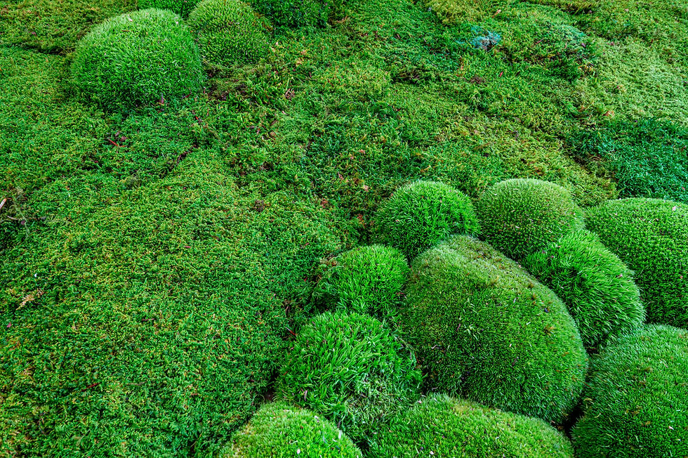 Green pole moss