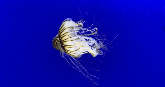 jellyfish.gif