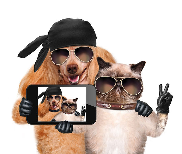 dog with cat taking a selfie together wi