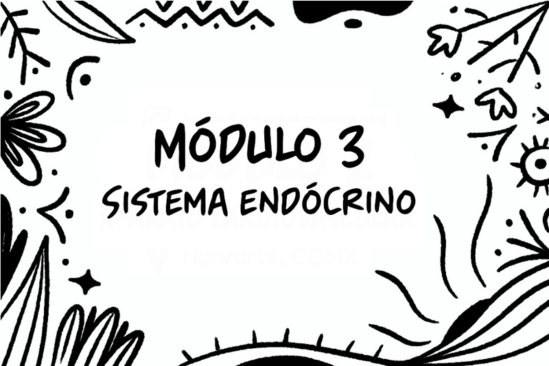 a black and white drawing says modulo 3 sistema endocrino