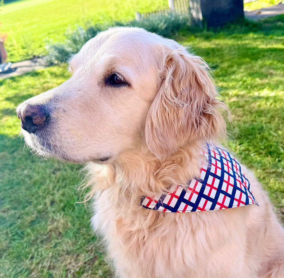 Thumbnail: England Flag for your Pooch