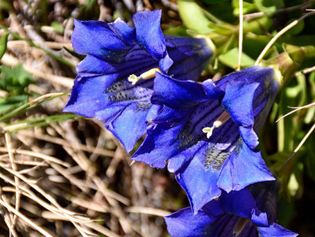 Rok 2026 je rokem hořců! Nejznámější u nás je hořec hořepník