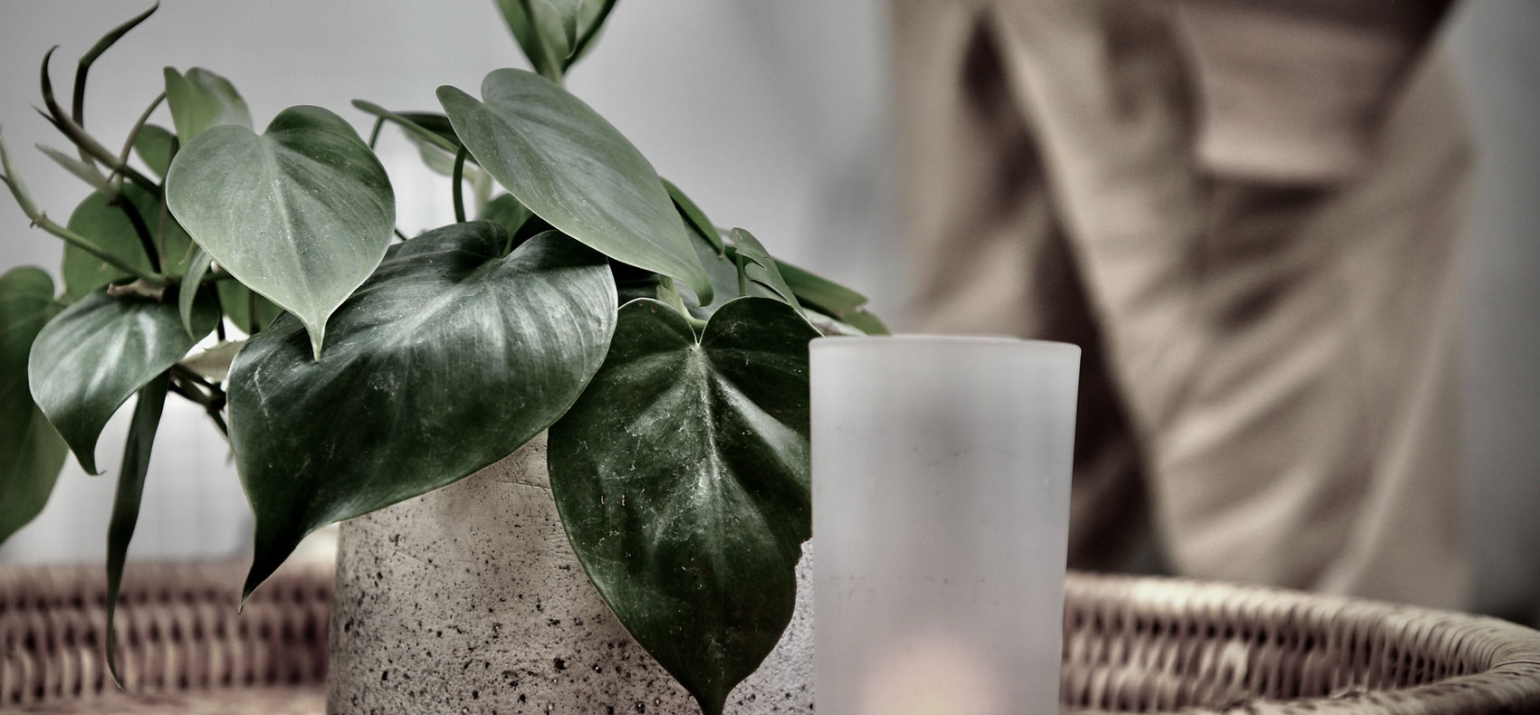 Plant & Cangles_edited.jpg