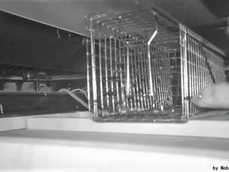 【イタチ捕獲】岡崎市M様(個人宅/屋根裏/軒下)