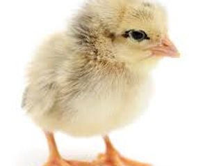 Day old chicks
