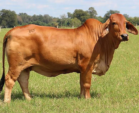 Beef