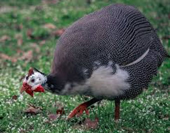Guinea Fowls
