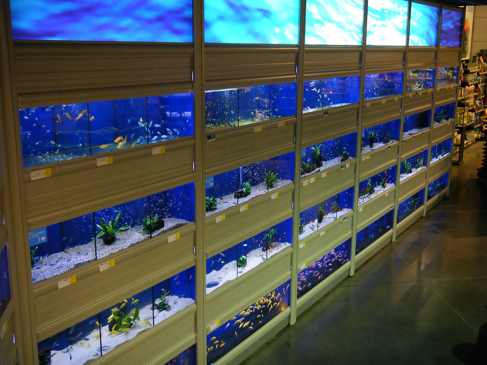 Aquaria_Tom en Co Flers 1